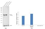 Cyclin E Antibody in Western Blot (WB)