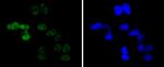 Cyclin E Antibody in Immunocytochemistry (ICC/IF)