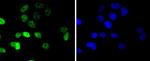 Cyclin E Antibody in Immunocytochemistry (ICC/IF)