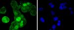 Cyclin A2 Antibody in Immunocytochemistry (ICC/IF)