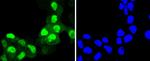 Cyclin A2 Antibody in Immunocytochemistry (ICC/IF)