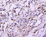 Cyclin A2 Antibody in Immunohistochemistry (Paraffin) (IHC (P))