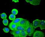 PDPK1 Antibody in Immunocytochemistry (ICC/IF)