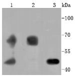 PDPK1 Antibody in Western Blot (WB)