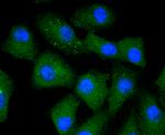 Caspase 5 Antibody in Immunocytochemistry (ICC/IF)