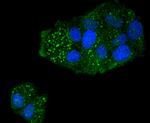 Caspase 5 Antibody in Immunocytochemistry (ICC/IF)