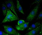 Caspase 5 Antibody in Immunocytochemistry (ICC/IF)