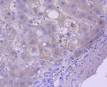 Caspase 5 Antibody in Immunohistochemistry (Paraffin) (IHC (P))