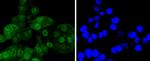 CDK6 Antibody in Immunocytochemistry (ICC/IF)