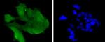 CDK6 Antibody in Immunocytochemistry (ICC/IF)