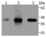 CDK6 Antibody in Western Blot (WB)