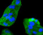 MKK7 Antibody in Immunocytochemistry (ICC/IF)