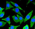 MKK7 Antibody in Immunocytochemistry (ICC/IF)