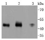 MKK7 Antibody in Western Blot (WB)