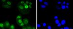 IRF6 Antibody in Immunocytochemistry (ICC/IF)