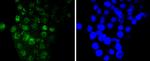 IRF6 Antibody in Immunocytochemistry (ICC/IF)