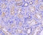 IRF6 Antibody in Immunohistochemistry (Paraffin) (IHC (P))