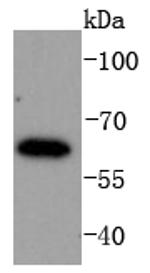 IRF6 Antibody in Western Blot (WB)