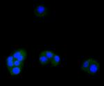 ATF5 Antibody in Immunocytochemistry (ICC/IF)