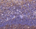 ATF5 Antibody in Immunohistochemistry (Paraffin) (IHC (P))