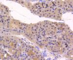 ATF5 Antibody in Immunohistochemistry (Paraffin) (IHC (P))