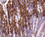 ATF5 Antibody in Immunohistochemistry (Paraffin) (IHC (P))