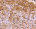 ATF5 Antibody in Immunohistochemistry (Paraffin) (IHC (P))