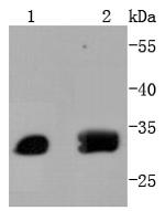 ATF5 Antibody in Western Blot (WB)