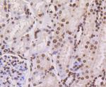 Histone H4 Antibody in Immunohistochemistry (Paraffin) (IHC (P))