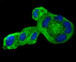 Angiotensinogen Antibody in Immunocytochemistry (ICC/IF)