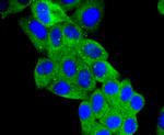 Angiotensinogen Antibody in Immunocytochemistry (ICC/IF)