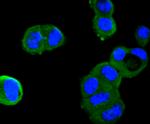 Angiotensinogen Antibody in Immunocytochemistry (ICC/IF)