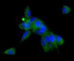 Angiotensinogen Antibody in Immunocytochemistry (ICC/IF)