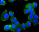 RUNX1/RUNX2/RUNX3 Antibody in Immunocytochemistry (ICC/IF)