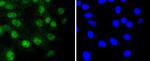 RUNX1/RUNX2/RUNX3 Antibody in Immunocytochemistry (ICC/IF)