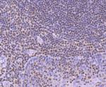 RUNX1/RUNX2/RUNX3 Antibody in Immunohistochemistry (Paraffin) (IHC (P))