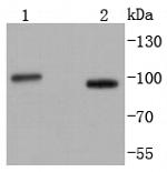 STIM1 Antibody in Western Blot (WB)