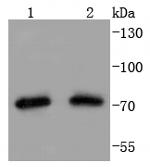 TRAP1 Antibody in Western Blot (WB)