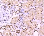 TRIM28 Antibody in Immunohistochemistry (Paraffin) (IHC (P))