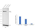 TRIM28 Antibody