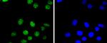 PAX8 Antibody in Immunocytochemistry (ICC/IF)