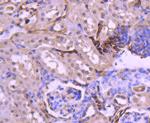 PAX8 Antibody in Immunohistochemistry (Paraffin) (IHC (P))