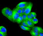 JNK3 Antibody in Immunocytochemistry (ICC/IF)