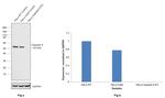 Caspase 8 Antibody in Western Blot (WB)