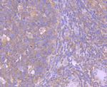 Caspase 8 Antibody in Immunohistochemistry (Paraffin) (IHC (P))