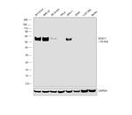 SOX11 Antibody