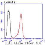 UBE1 Antibody in Flow Cytometry (Flow)