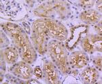 UBE1 Antibody in Immunohistochemistry (Paraffin) (IHC (P))