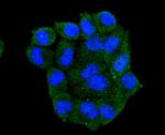 HSP105 Antibody in Immunocytochemistry (ICC/IF)