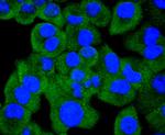 HSP105 Antibody in Immunocytochemistry (ICC/IF)